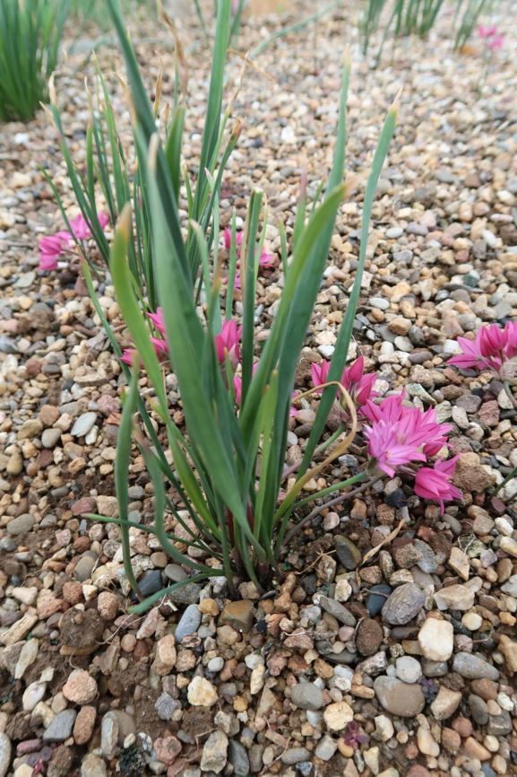 Allium oreophilum - Rosen-Lauch, pink lily leek