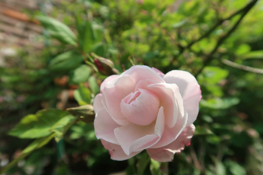 Rosa arvensis 'Venusta Pendula' - Kriechende Rose