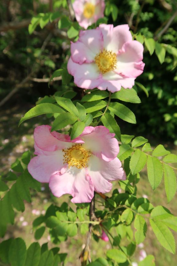 Rosa roxburghii - Kastanien-Rose, Igel-Rose, Chestnut Rose