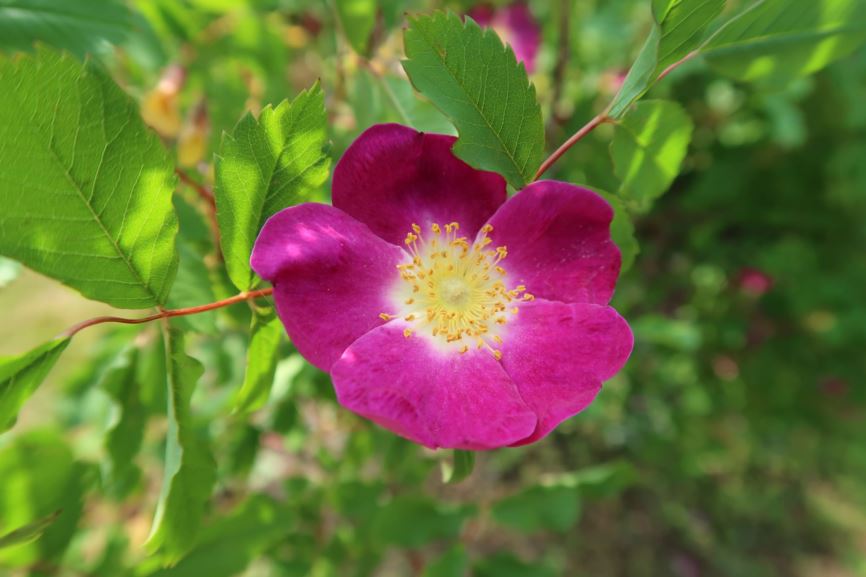 Rosa palustris - Sumpf-Rose