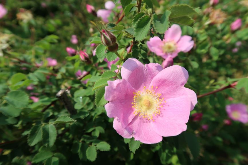 Rosa spinosissima - Pimpinell-Rose