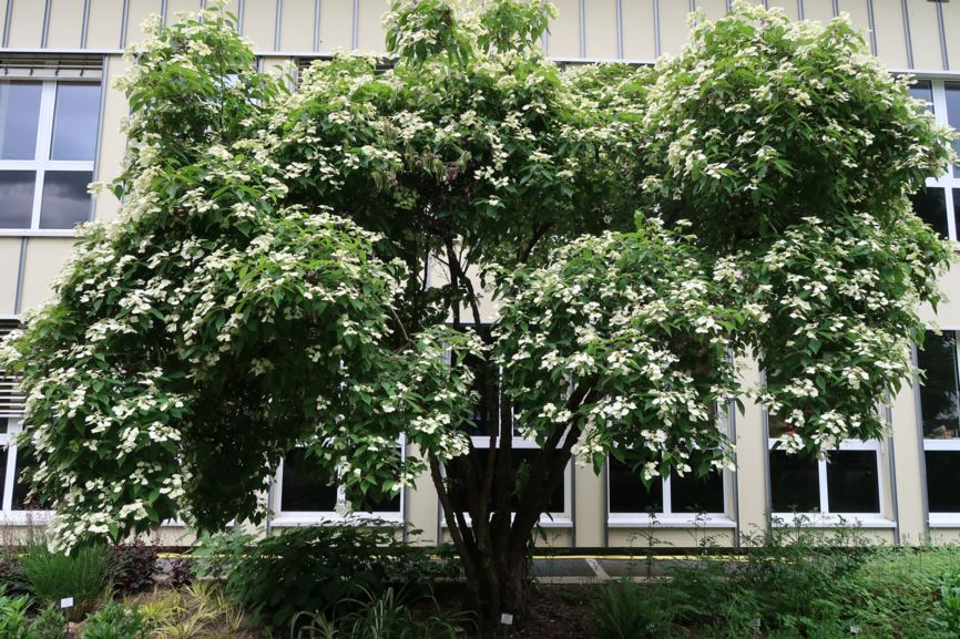 Hydrangea heteromalla - Chinesische Hortensie
