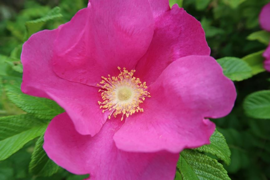 Rosa rugosa - Kartoffel-Rose, Japan-Rose, Runzel-Rose, rugosa rose