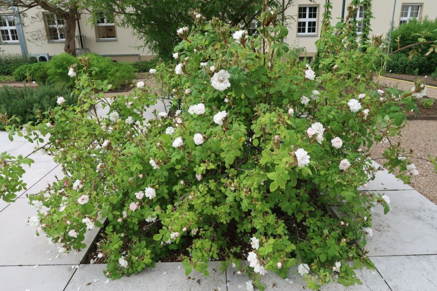 Rosa × damascena 'Quattre Saisons Blanc Mousseux' - Damaszener-Rose