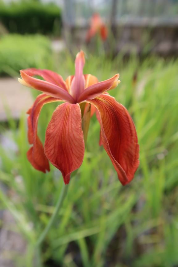 Iris fulva - Terracotta-Schwertlilie, Copper iris