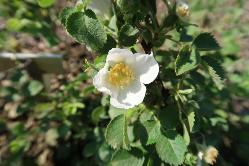 Rosa orientalis