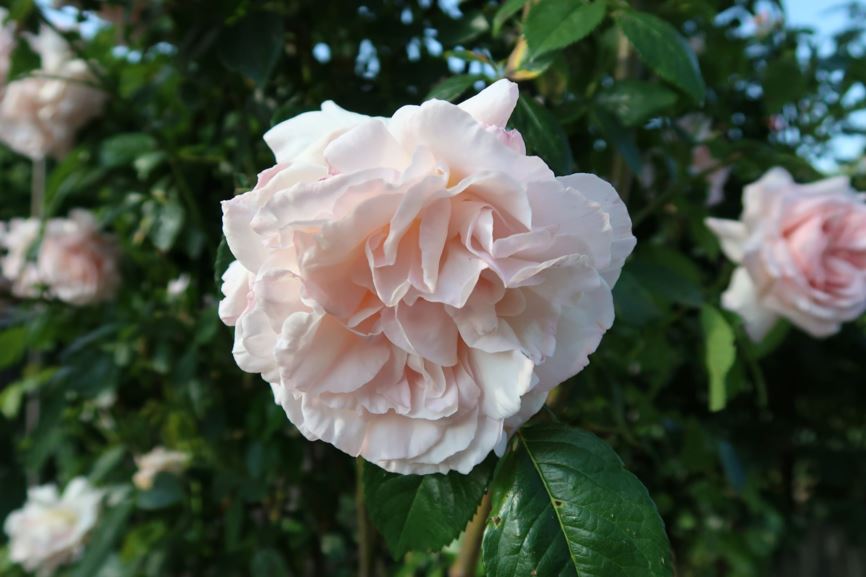 Rosa 'Graciosa' - Kletterrose
