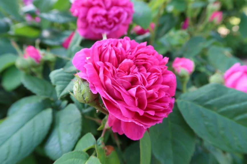 Rosa × damascena 'Rose de Resht' - Herbst-Damaszener-Rose