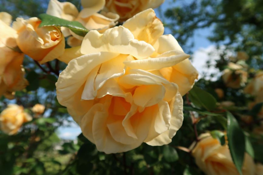 Rosa × odorata 'Lady Hillingdon' - Teerose
