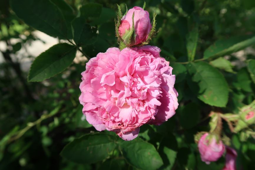 Rosa centifolia var. muscosa 'Salet' - Moosrose