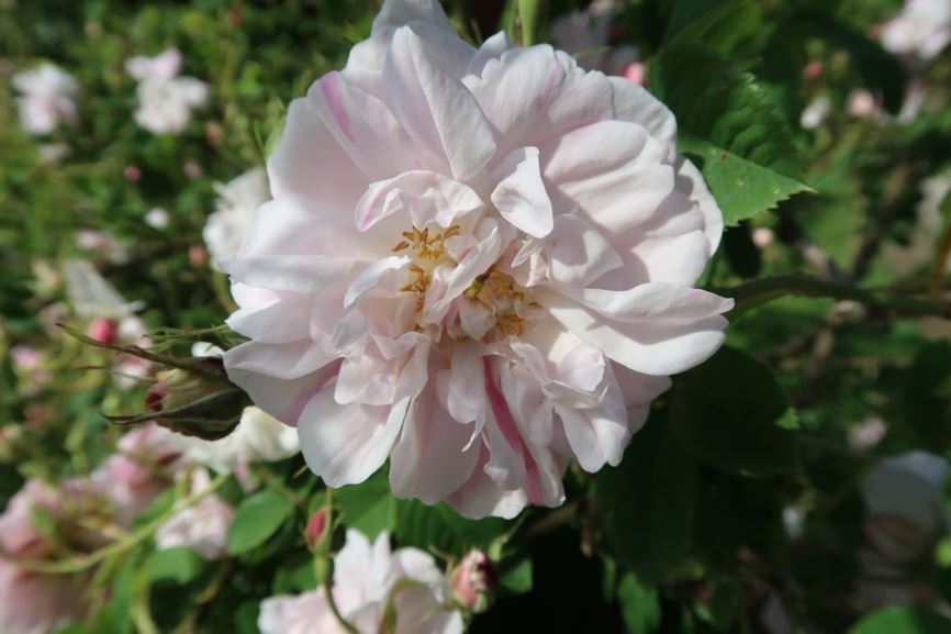 Rosa × damascena 'York and Lancaster' - Damaszener-Rose