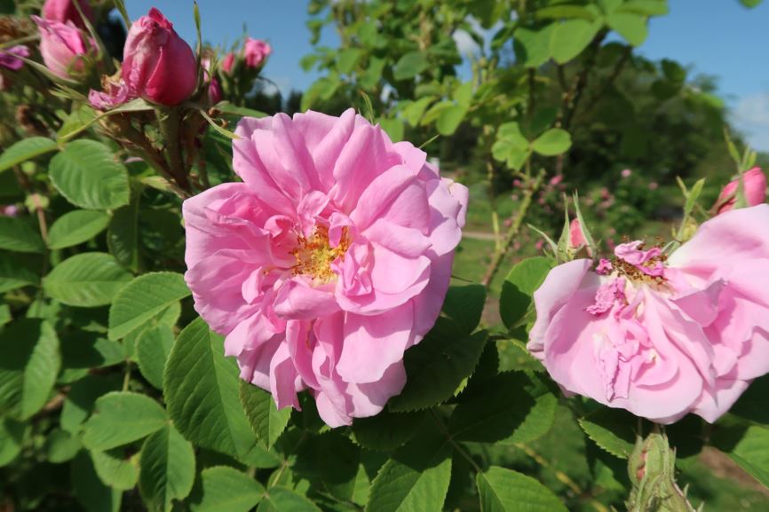 Rosa × damascena 'Quattre Saisons' - Damaszener-Rose