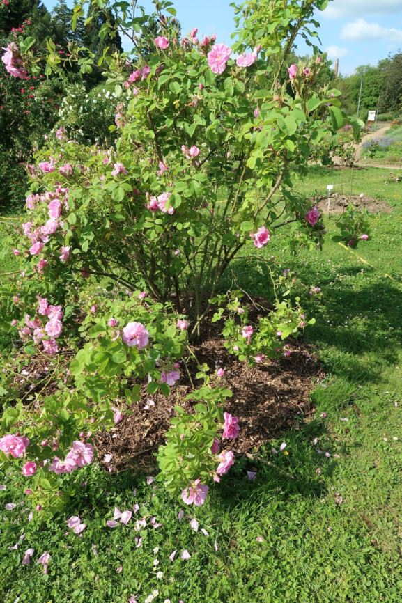 Rosa × damascena 'Quattre Saisons' - Damaszener-Rose | Botanic Garden ...