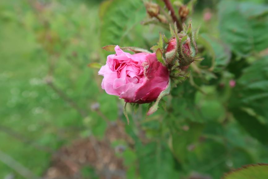 Rosa × centifolia - Hundertblättrige Rose, Provence rose