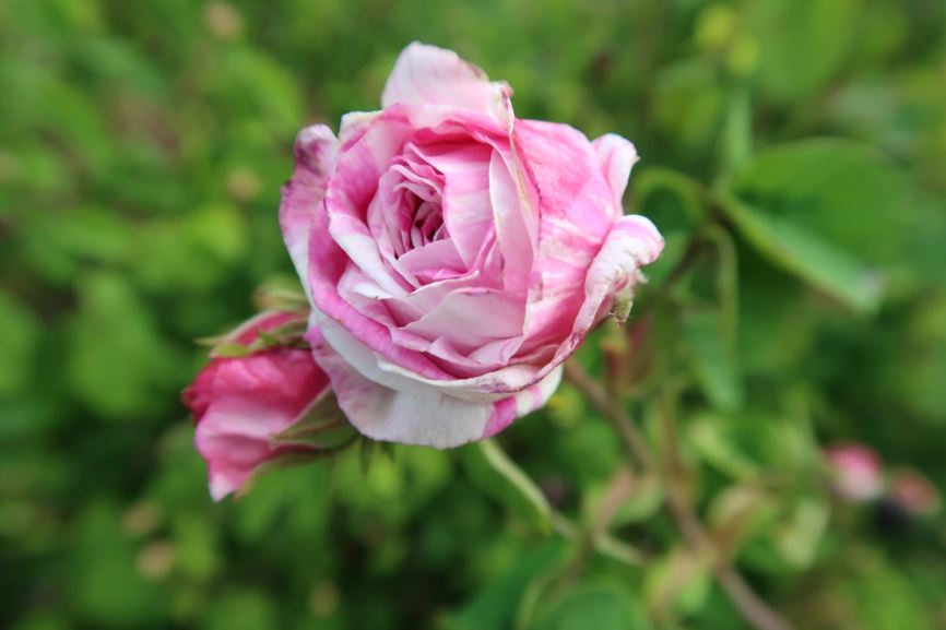 Rosa 'Tricolor de Flandre'