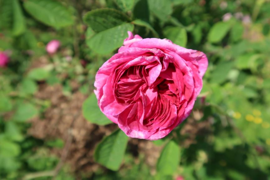 Rosa gallica 'Sissinghurst Castle'