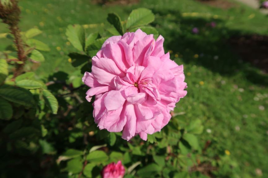 Rosa × centifolia 'Mons. Pélison'