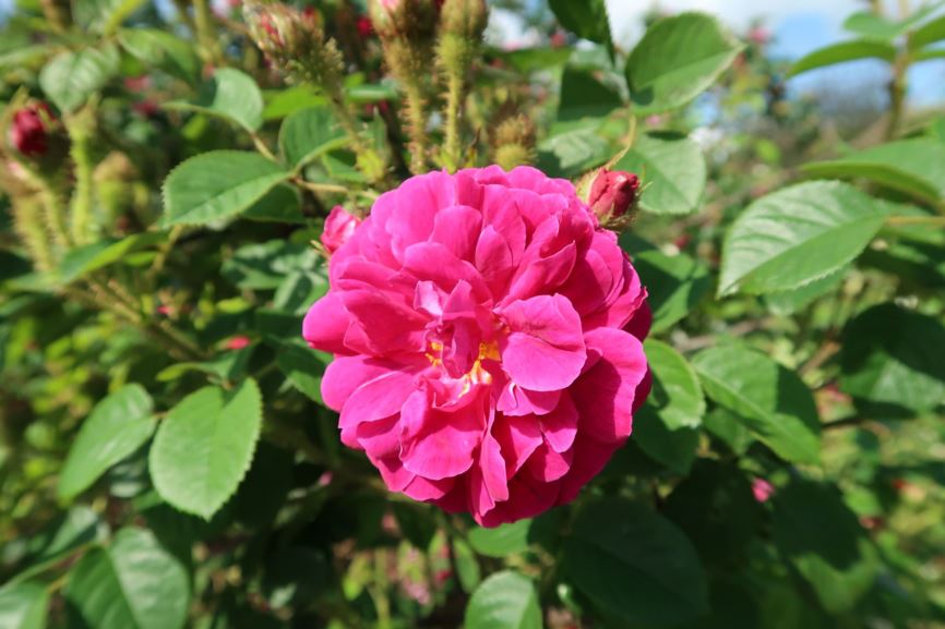 Rosa × centifolia 'Henri Martin'