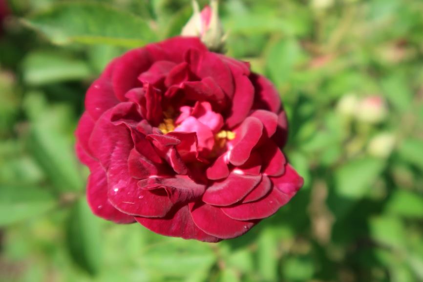 Rosa gallica 'Tuscany' - Essig-Rose