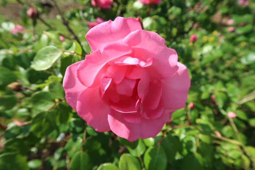 Rosa gallica 'Paeonienrose'