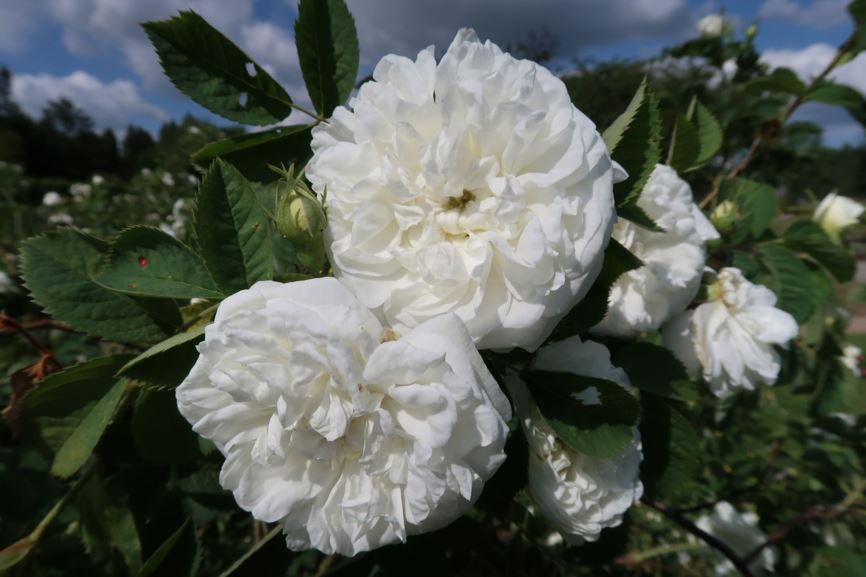 Rosa × alba 'Maxima'
