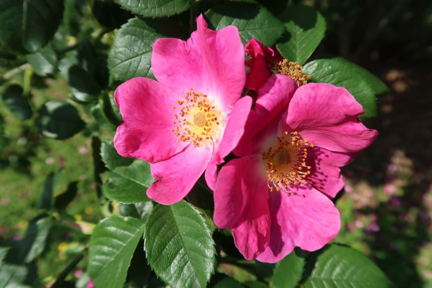 Rosa 'Kiese' - Einmalblühende Strauchrose