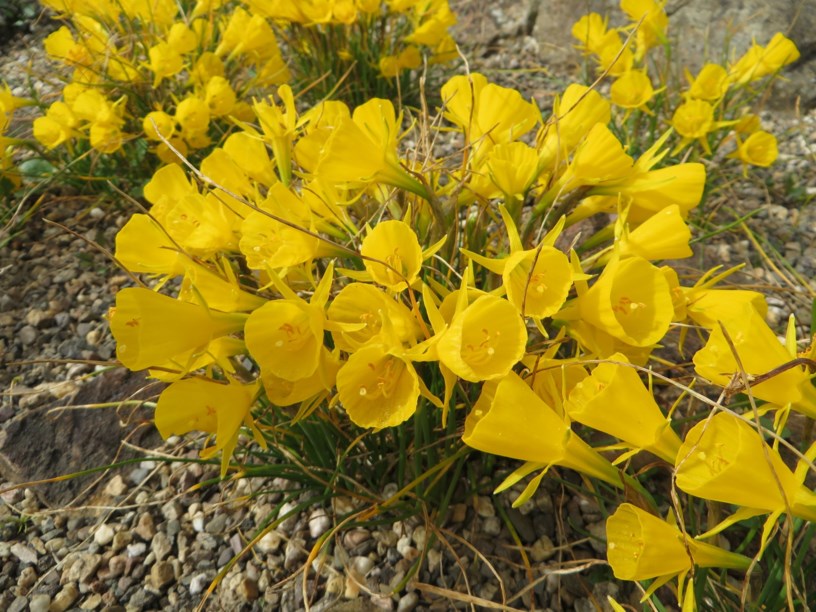 Narcissus bulbocodium 'Golden Bells' - Reifrock-Narzisse