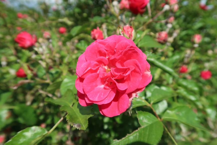 Rosa 'Elmshorn' - Öfterblühende Strauchrose