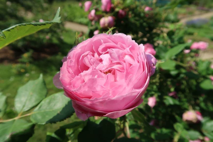 Rosa 'La Reine'