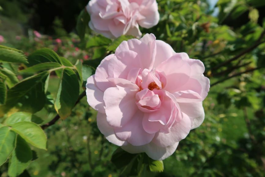Rosa × alba 'Great Maiden's Blush'