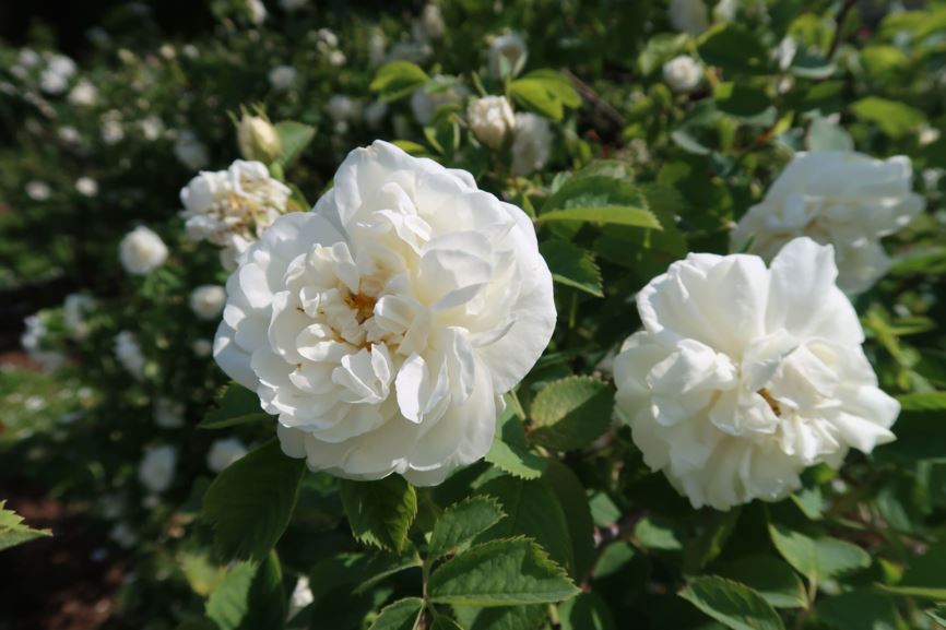 Rosa × alba 'Suaveolens' - Weiße Rose von York