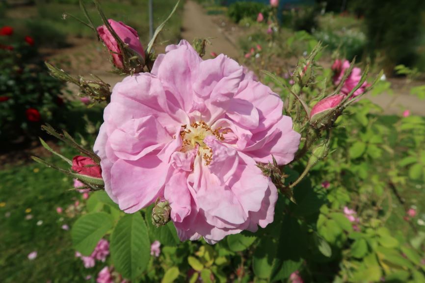 Rosa × damascena 'Trigintipetala' - Bulgarische Ölrose