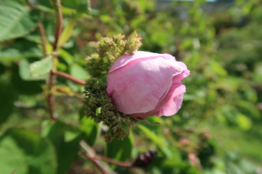 Rosa × centifolia 'Cristata'
