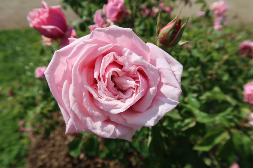 Rosa 'Blossomtime' - Öfterblühende Strauchrose