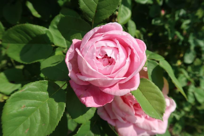 Rosa 'Baronne Adolphe de Rothschild' - Öfterblühende Strauchrose