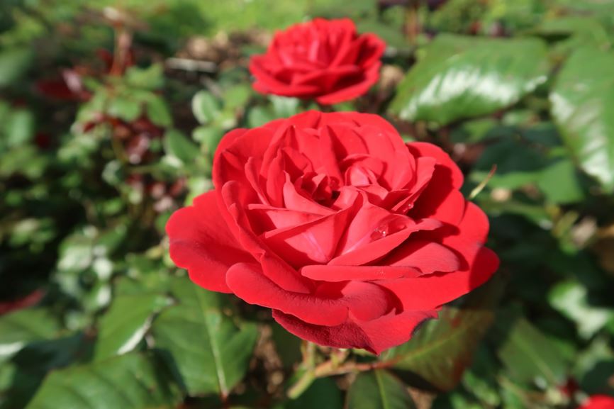 Rosa 'Mariandel' - Floribunda-Rose