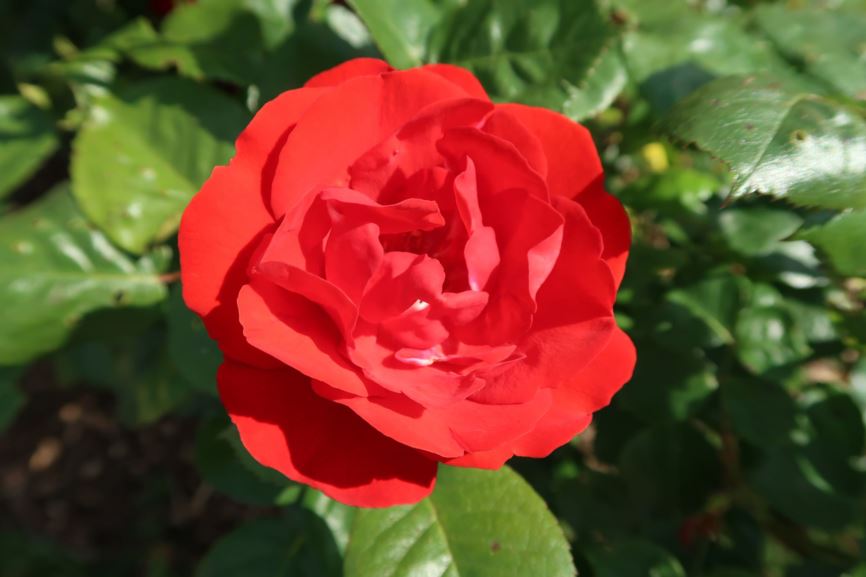 Rosa 'Tornado' - Floribunda-Rose