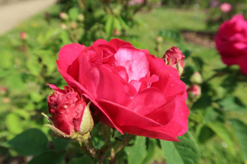Rosa gallica 'Conditorum' - Konditorrose