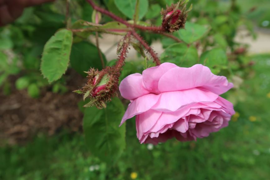Rosa × centifolia 'Muscosa' - Moosrose