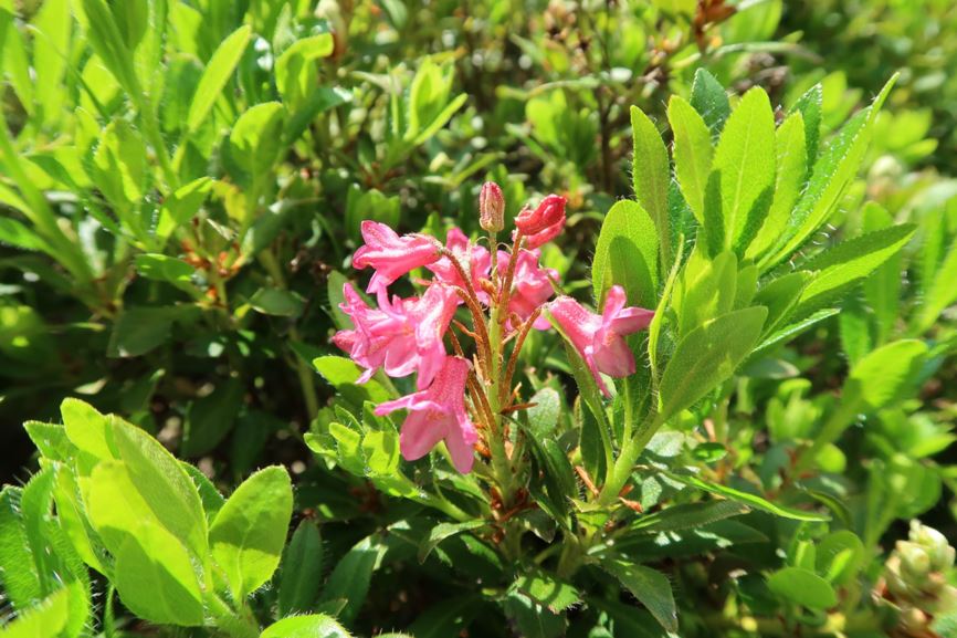 Rhododendron hirsutum - Bewimperte Alpenrose, hairy alpenrose