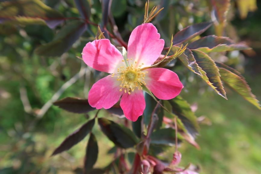 Rosa glauca - Rotblatt-Rose, redleaf rose