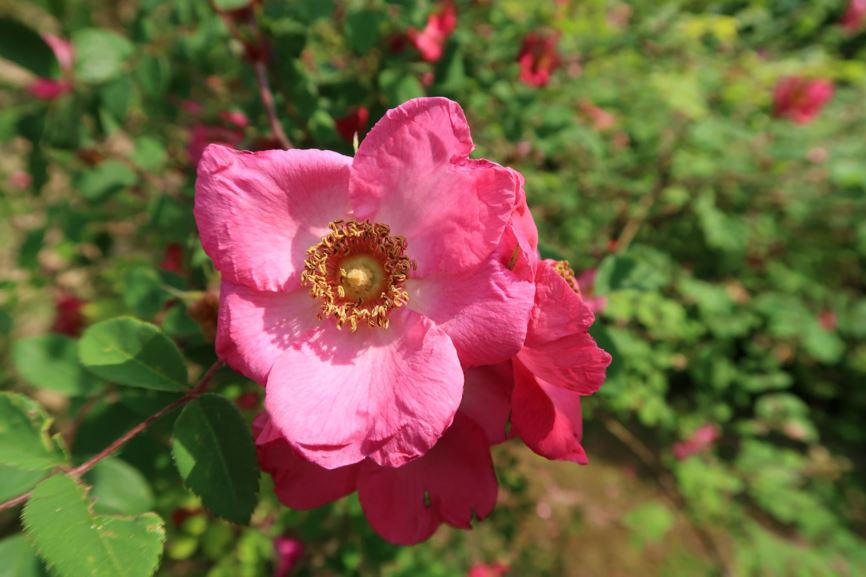 Rosa sweginzowii 'Macrocarpa' - Sweginzows Rose