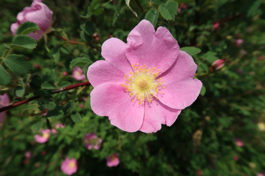 Rosa nutkana subsp. nutkana - Nutka-Rose, Nootka rose