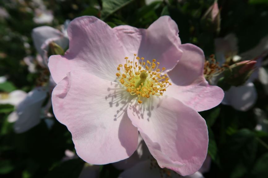 Rosa × polliniana - Blaßrote Kriech-Rose