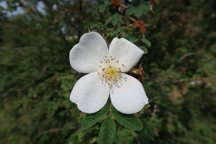 Rosa sericea f. pteracantha - Stacheldrahtrose, Winged thorn rose