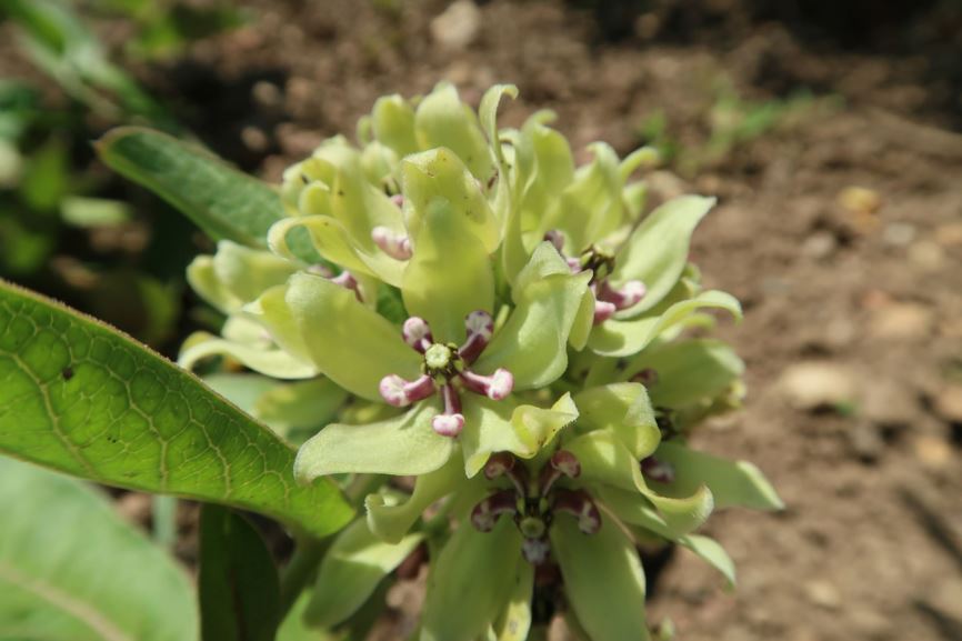 Asclepias viridis - Grüne Seidenpflanze, green-flowered milkweed
