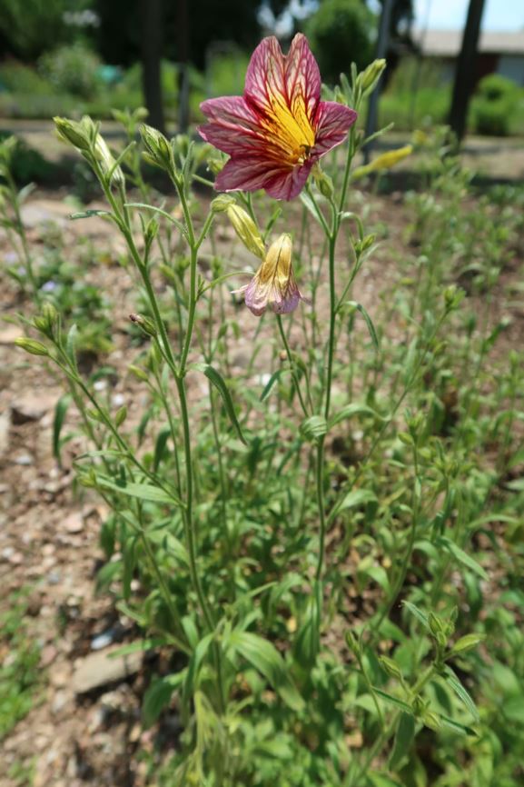 Salpiglossis sinuata - Trompetenzunge, painted tongue