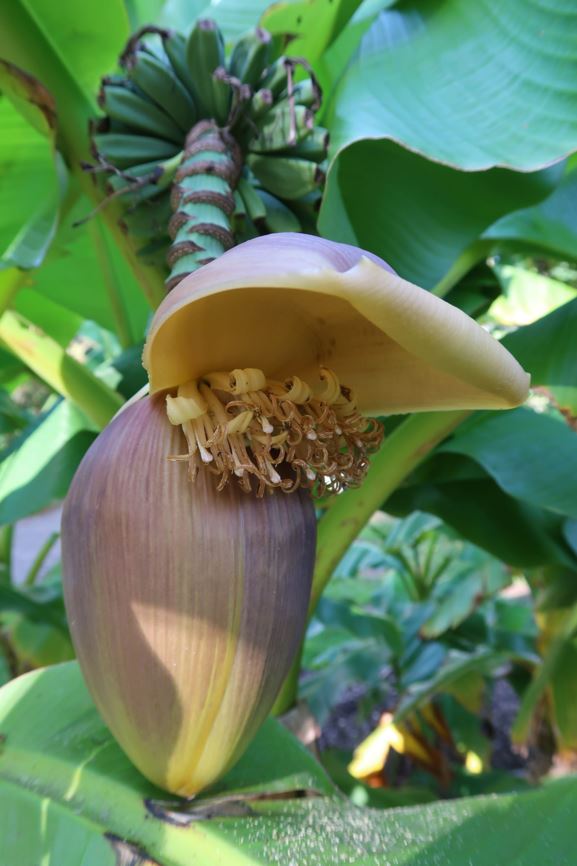Musa basjoo - Japanische Faser-Banane