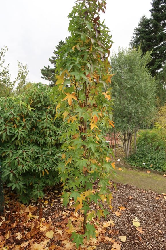 Liquidambar styraciflua 'Slender Silhouette' - Amerikanischer Amberbaum, Sweetgum