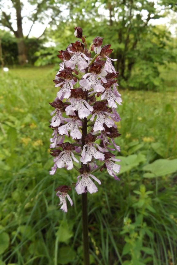 Orchis purpurea - Purpur-Knabenkraut, lady orchid
